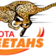 Cheetahs